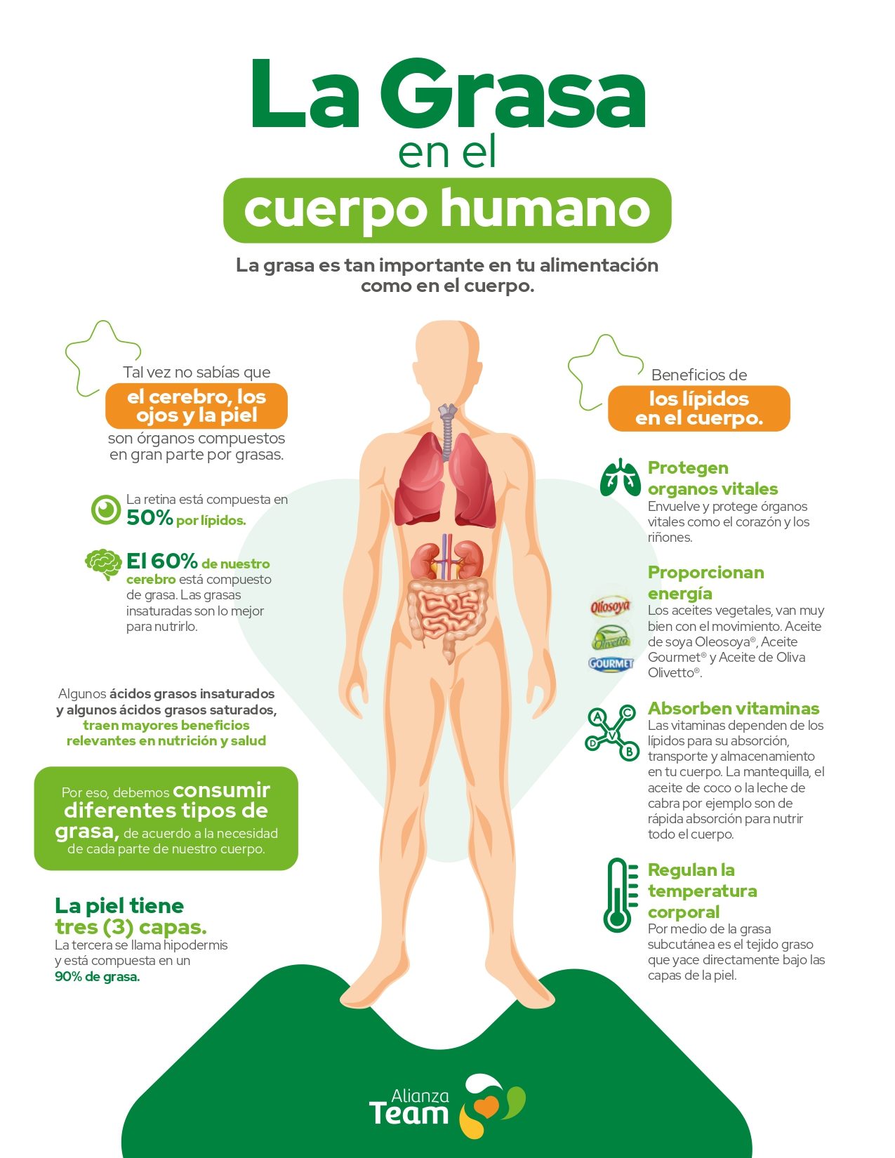 La importancia de la grasa en el cuerpo