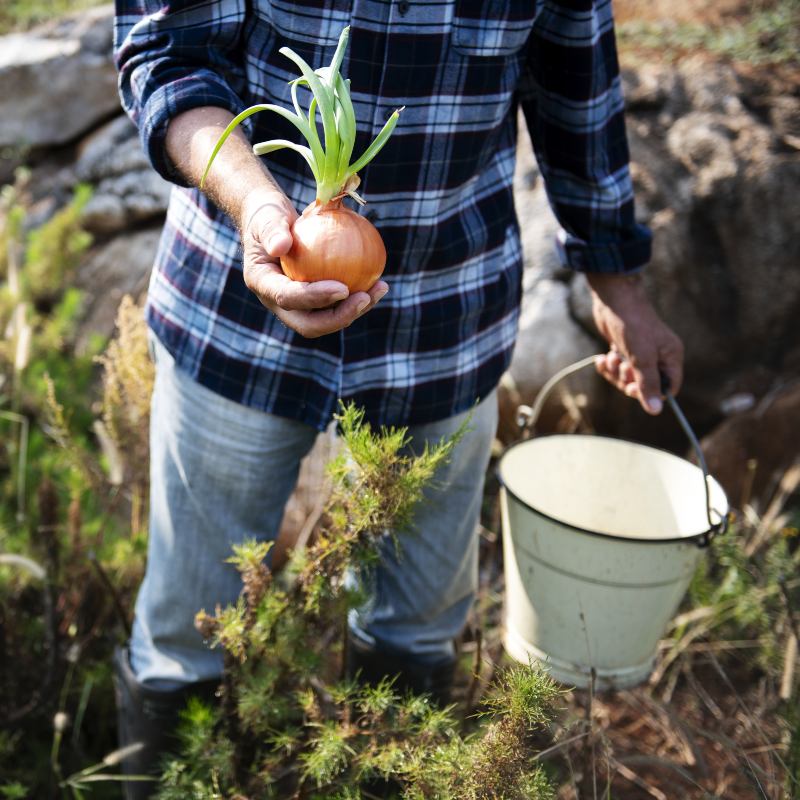 Agricultura sostenible: clave para la industria alimentaria